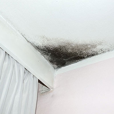 mold removal mold remediation black mold removal